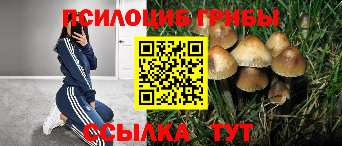 продажа наркотиков  Вход с VPN  Галлюциногенные грибы MAGIC MUSHROOMS  Ставрополь  Галлюциногенные грибы мухоморы 